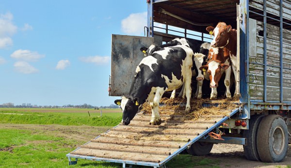 Farming-south-africa-Transport